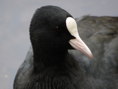 Eurasian Coot