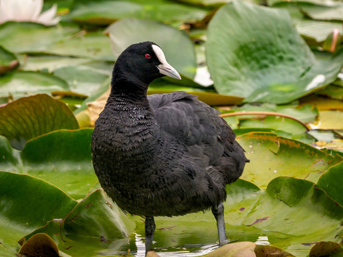 Eurasian Coot