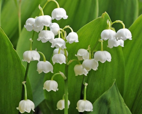 European lily of the valley