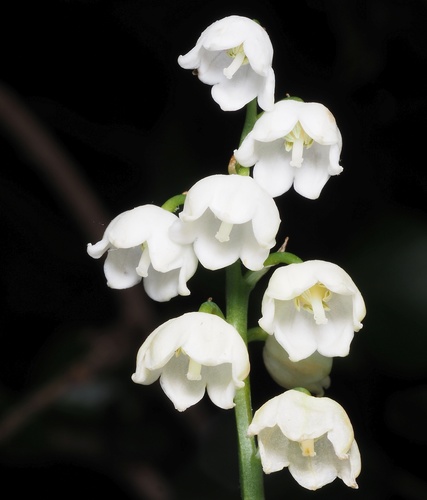 European lily of the valley