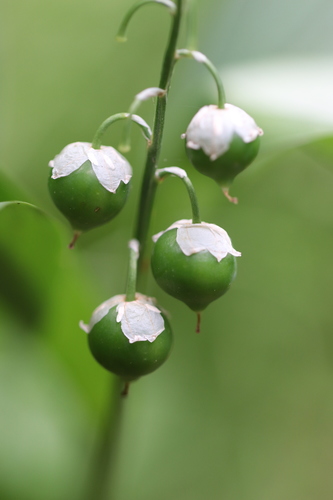 European lily of the valley
