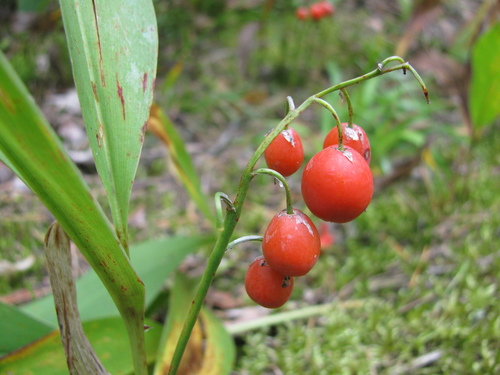European lily of the valley