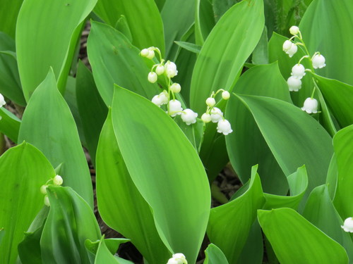 European lily of the valley