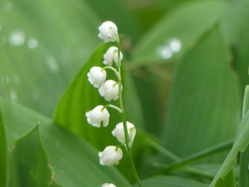 European lily of the valley