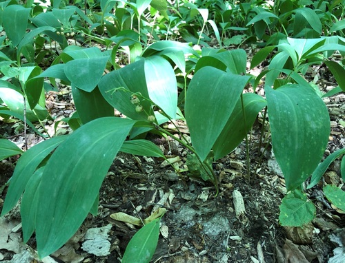 European lily of the valley