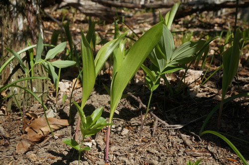 European lily of the valley