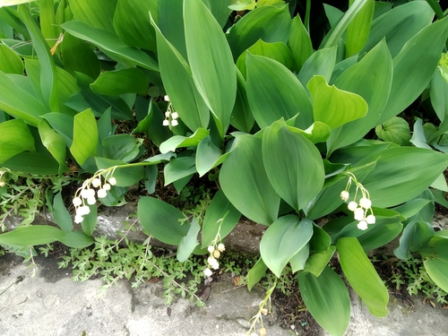 European lily of the valley