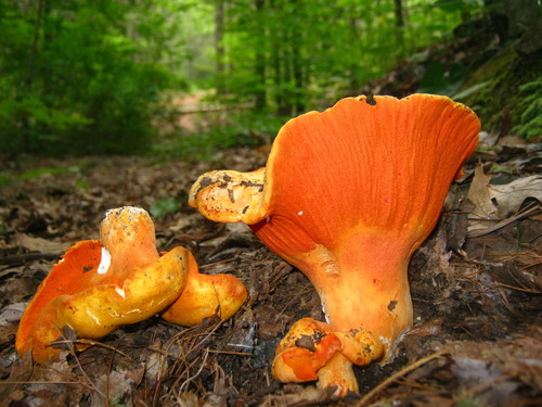 lobster mushroom