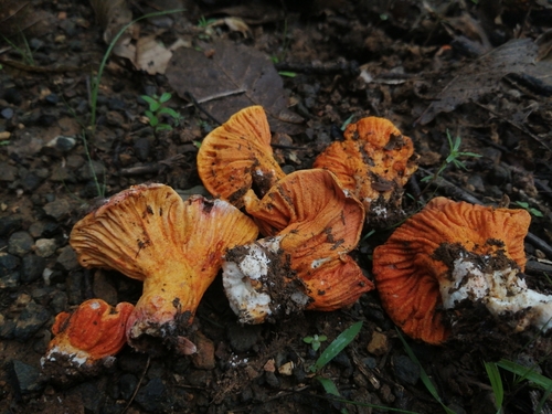 lobster mushroom