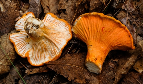 lobster mushroom