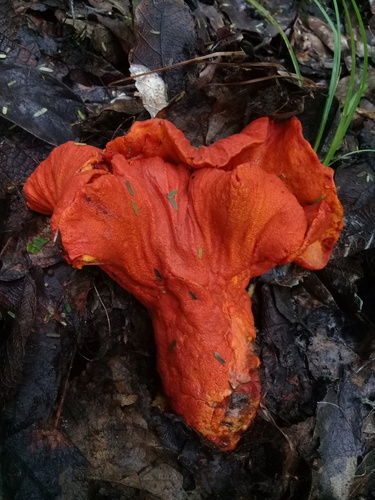 lobster mushroom