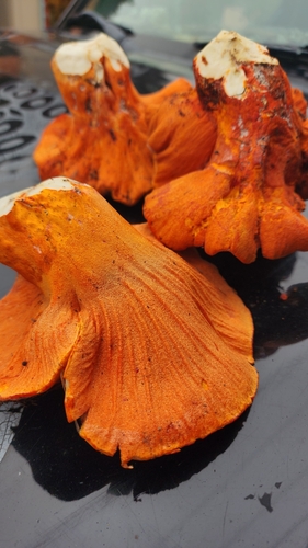 lobster mushroom