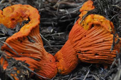 lobster mushroom