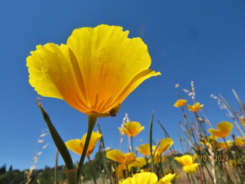 California poppy