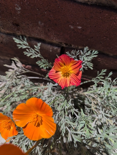 California poppy