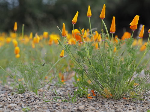 California poppy