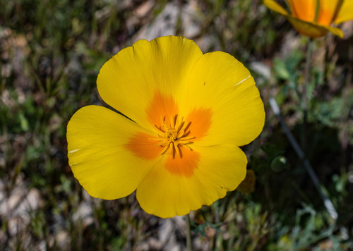 California poppy