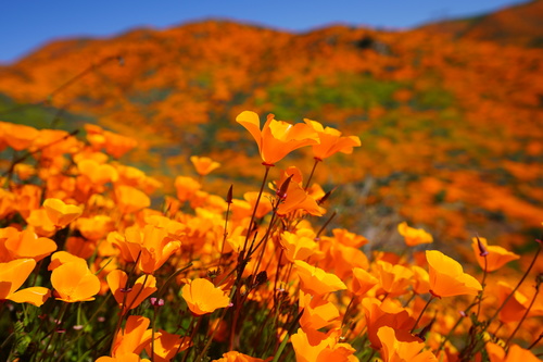 California poppy