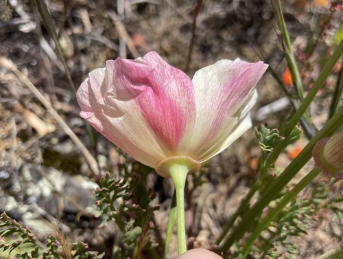 California poppy