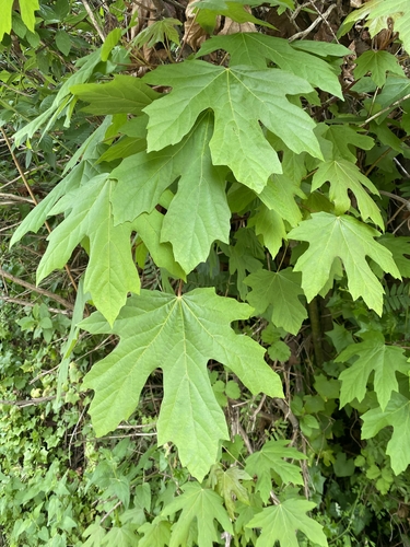 bigleaf maple
