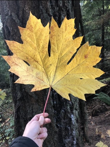 bigleaf maple