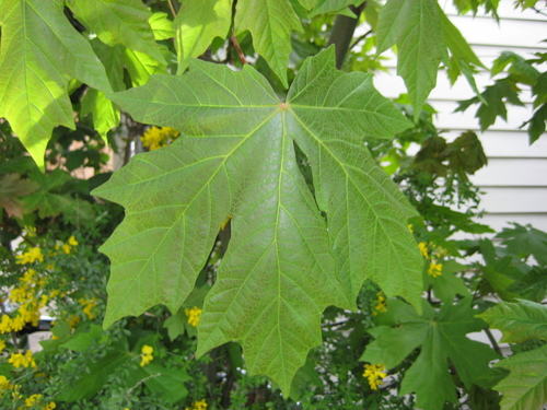 bigleaf maple
