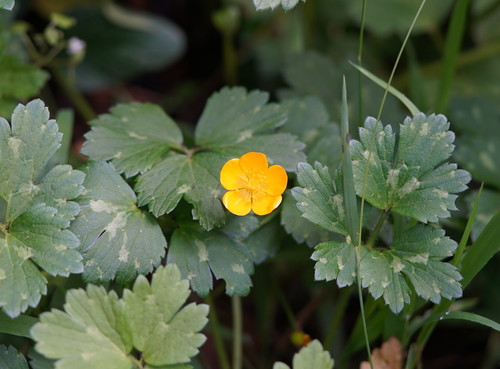 Creeping buttercup