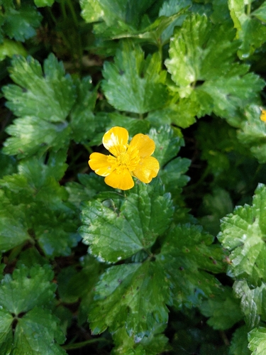 Creeping buttercup