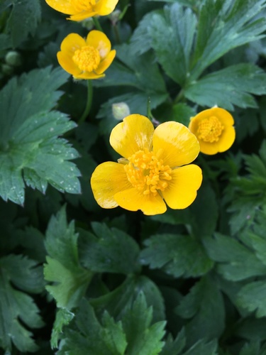 Creeping buttercup