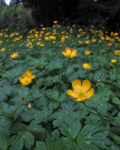 Creeping buttercup