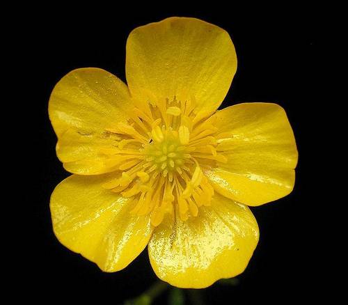 Creeping buttercup