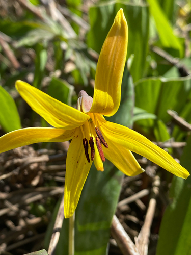 yellow trout lily
