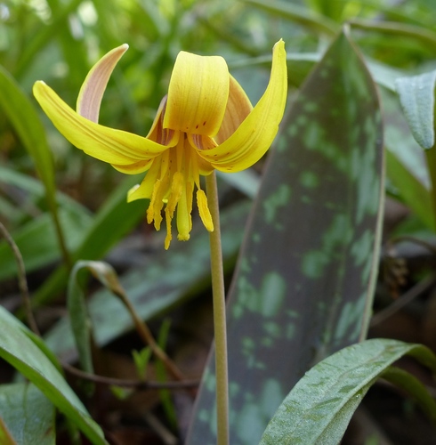 yellow trout lily