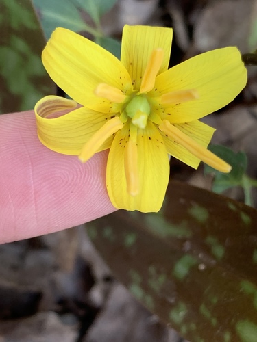 yellow trout lily