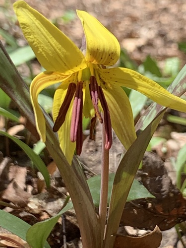 yellow trout lily