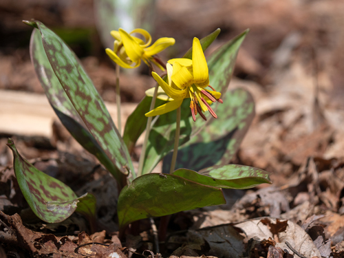 yellow trout lily