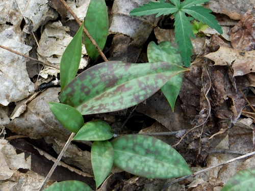 yellow trout lily