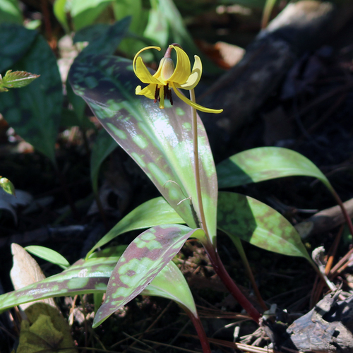 yellow trout lily