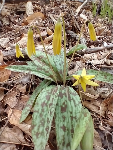 yellow trout lily