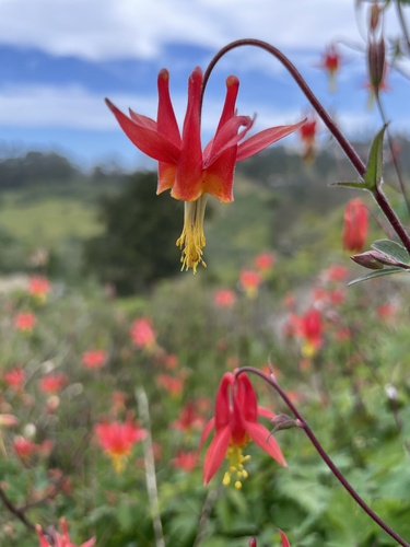 western columbine