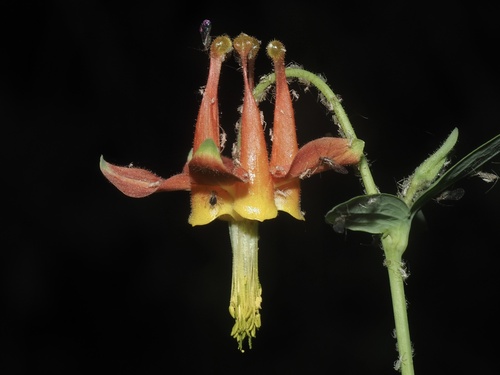 western columbine