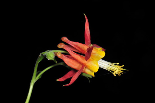 western columbine