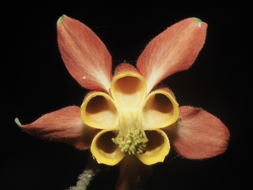 western columbine