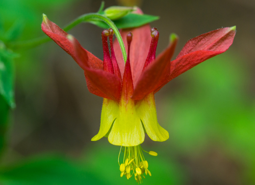 western columbine