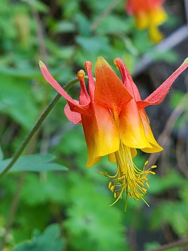 western columbine