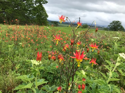 western columbine