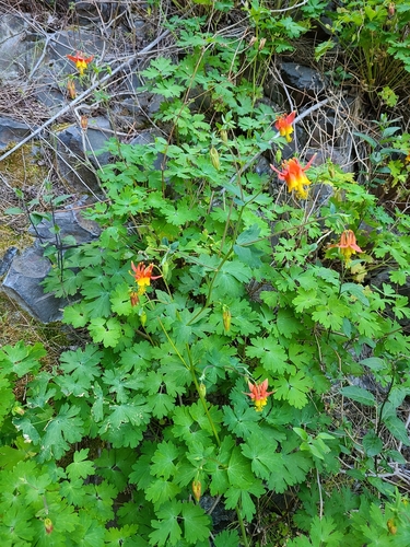 western columbine