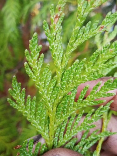 western redcedar