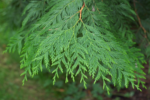 western redcedar