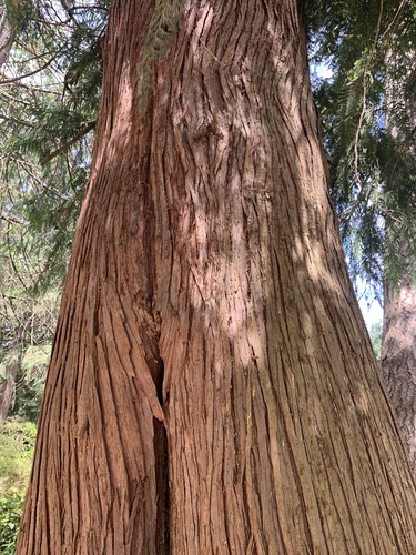western redcedar